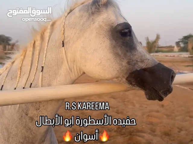 فرس عربية واهو للبيع