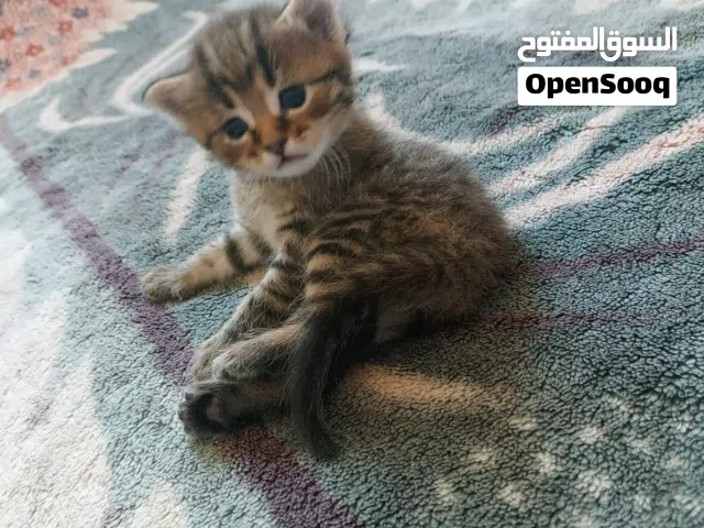 لكل من يبدأ اسمه او اسمها ب حرف M اصدار خاص من القطط مطبوع على رأسها حرف M شيرازية مع صورة الابوين