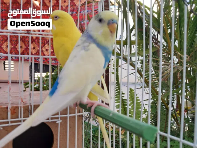 كوبيه بقلينو ريش