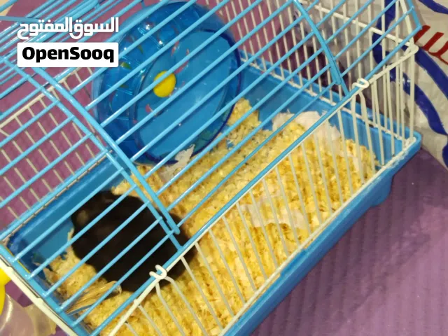 هامستر سوري انثى للبيع بكامل اغراضها