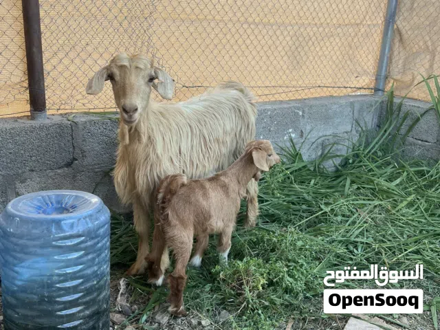أسنان وظروف صحي ات سمينة جدا جدا ما شاء الله التربية ولا سكين