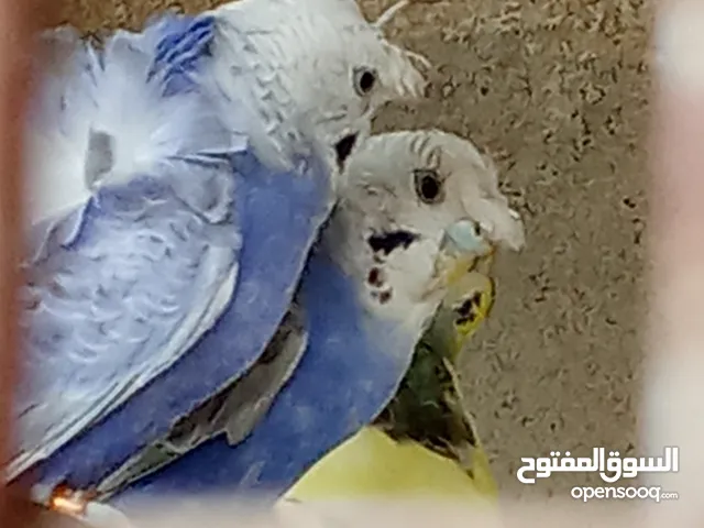 قيم وخذ بما يرظه الله
