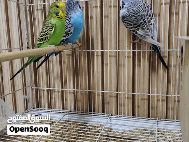 زوج انكليزي مع الافراخ و جميع الملحقات القفص وبيت التكاثر