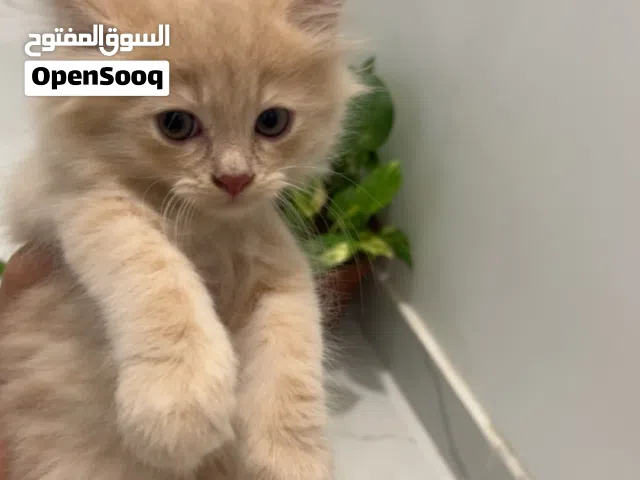 ذكر لعوب مكس هملايا وشيرازي عمره شهرين