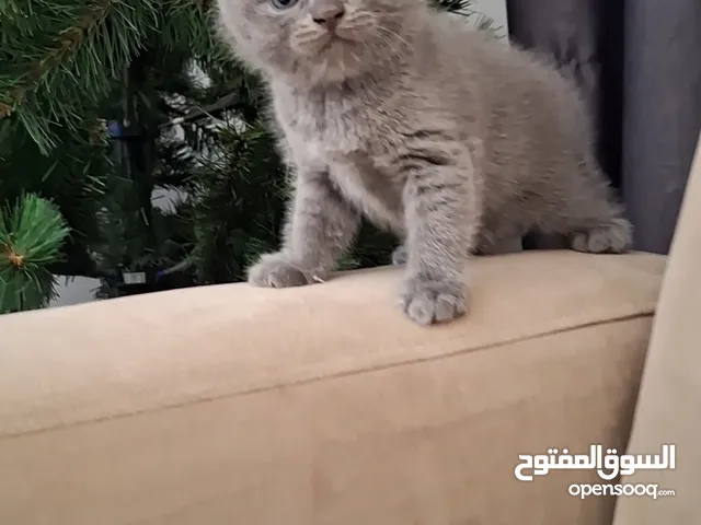 انثى سكوتش فولد