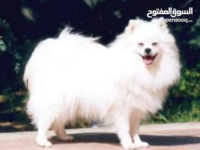 ذكر بومرينيان للبيع او البدل على انثى 10شهور الرقم غير فعال للتواصل يوجد رقم بالتفاصيل تحت ذكر و