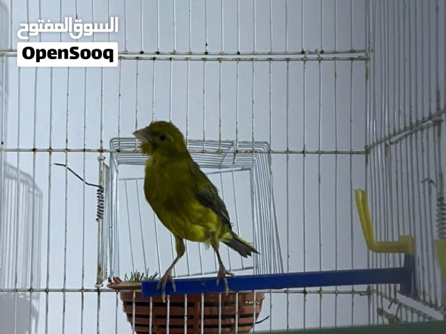 عصافير كناري كوبيا الانثى تحتها دحيتين لاها سبعه ايام