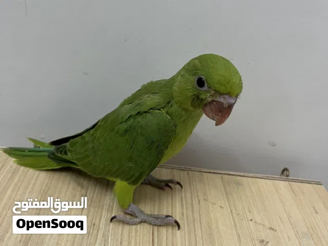 Ringneck baby