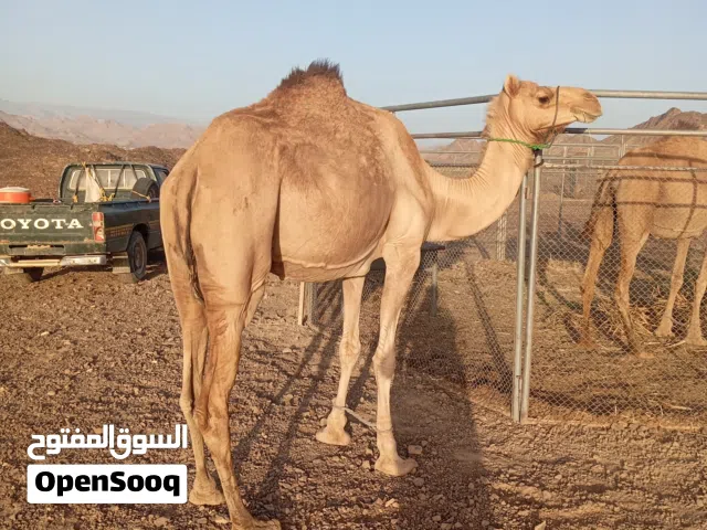 البيع ناقه عمانيه