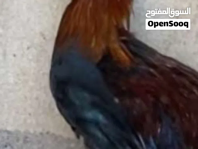 سلام عليكم دجوجه كويت خط اول اربع دوجه للبيع