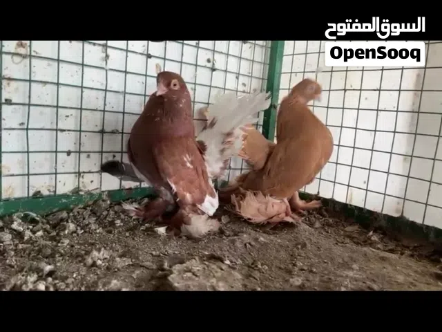كرنجو رستوف أزواج وفرديات السعر حسب زوج تواصل ع واتساب
