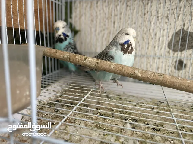 زوج استرالي كبير