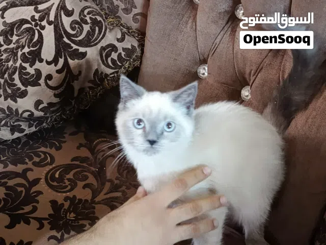 كيتن قطط همالايا عمر3 اشهر
