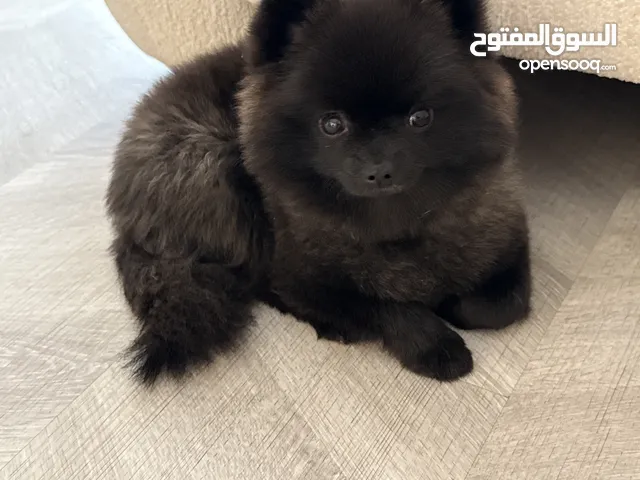 كلب بومارينين صغير عمره 11 شهر مع جواز السفر Pomeranian dog for sale with all staff and passport