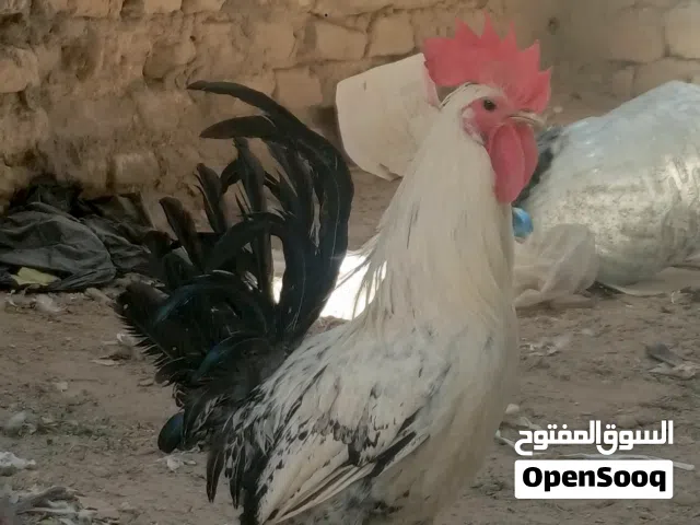 سلام عليكم دجاج عرب للبيع ديوجه ثنين ودجاجه ديج كويتي ودجاجه عربيه دجاج فول صحه اي مرض مابيهن