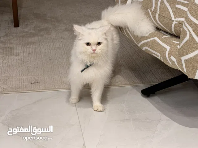 قط شيرازي ابيضّ