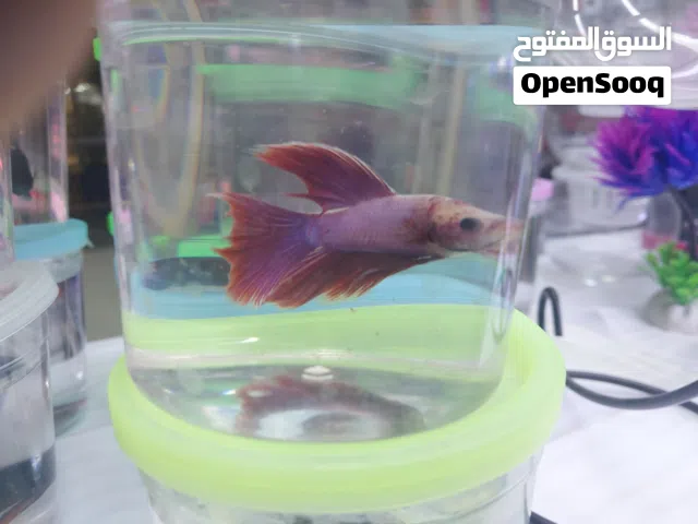 betta fighter fishes males females for sale in sharjah