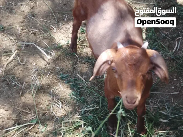 شاه تهجين صلالي مع بنتها