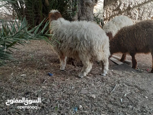 ثلاث خرفان فوق الست شهور مسكرات لحم ماشاء للبيع