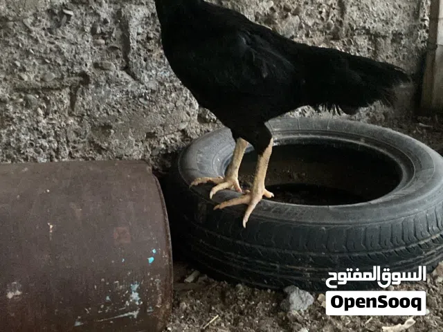 للبيع مجموعة طيور باكستانية