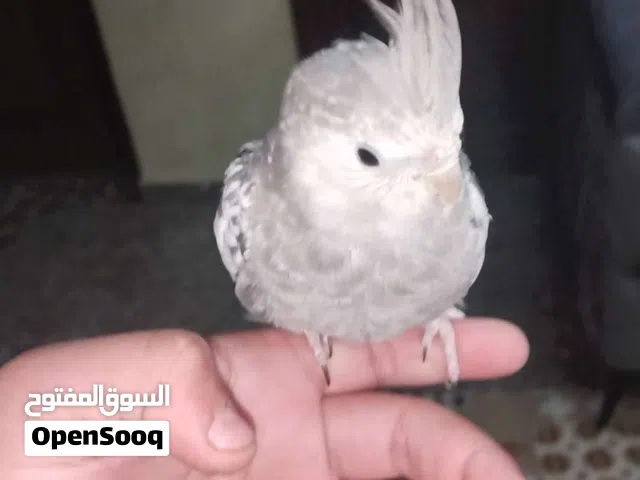 عصفور كوكتيل سكني ابيض للبيع ب 15jd بدون ذيل هو قص الذيل تبعو بطير ومافي ولا عيب اليف