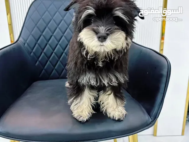miniature schnauzer