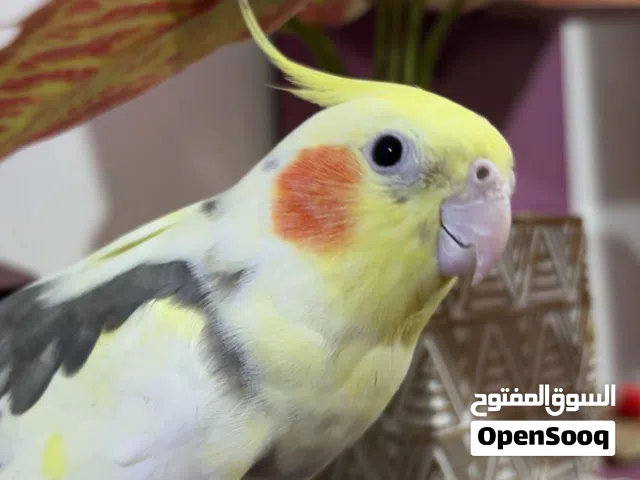 جوز كوكتيل ببغاء كوكتيل للبيع جوز كوكتيل ذكر وانثى