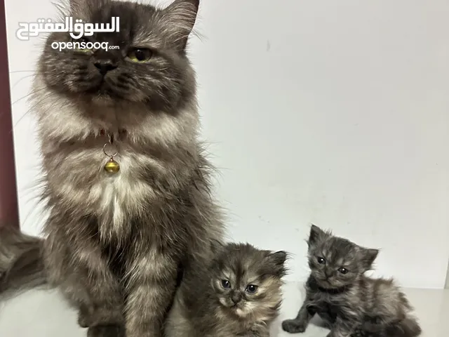 قطة و اطفالها للبيع