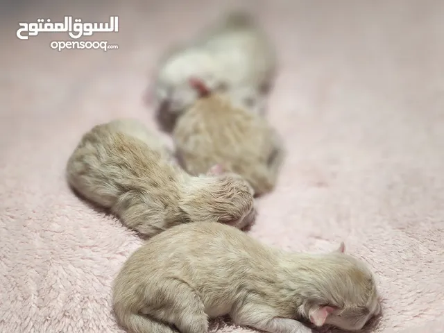 قطط تشيرازي مواليد يتم بيعهم بعد التدريب