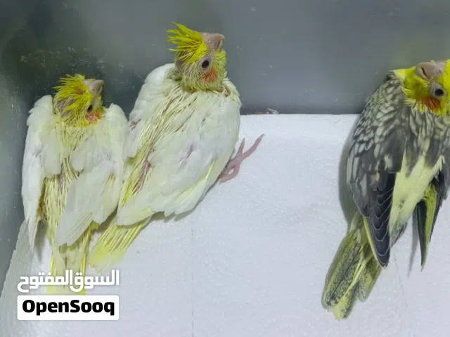 افراخ كوكتيل انتاج عراقي
