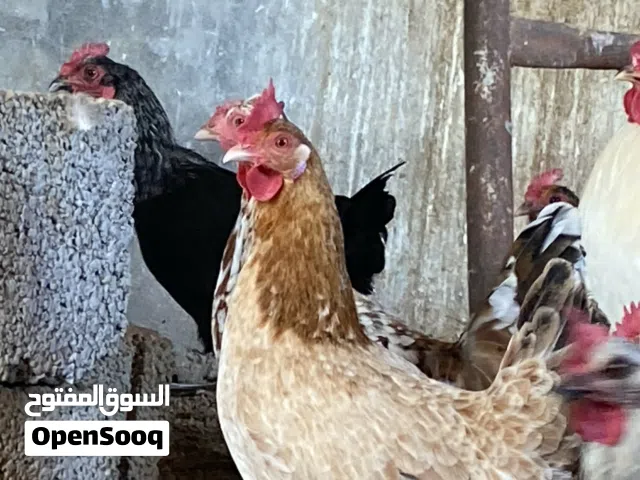 سلام عليكم ورحمه الله وبركاته متوفر دجاج عربي غليظ دجاج نضيف ماشالله 15 دجاجة و3 فراريج