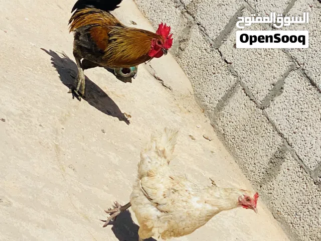 4 دجاجات و ديكين لاقوه الله بالله
