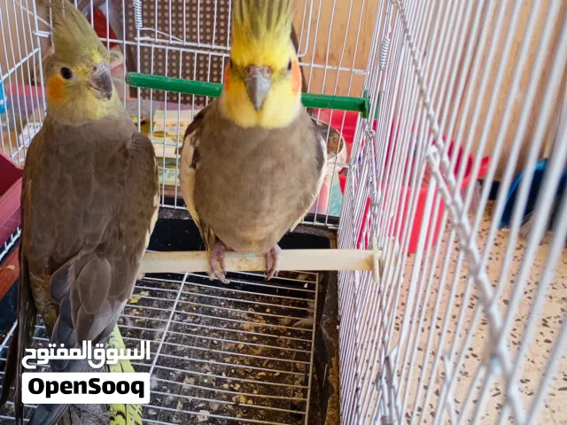 السلام عليكم  الله يبارك  كوبيا كوكتيل حبشي  المكان مصراته