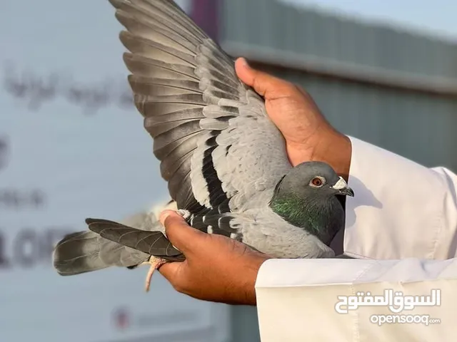 زواجل ريس التواصل وتساب فقط