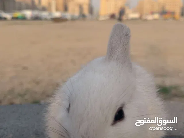 ارنب كيوت للبيع لطيف