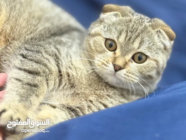 سكوتش نقي 7 اشهر ملقحه بس يرادله بعد جرعه لقاح لعوبه متعلمه ع لتر بوكس
