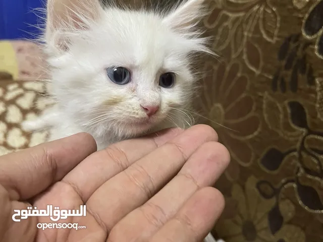 قطط للبيع شرازي مع ام من فصيلة نيبولنق