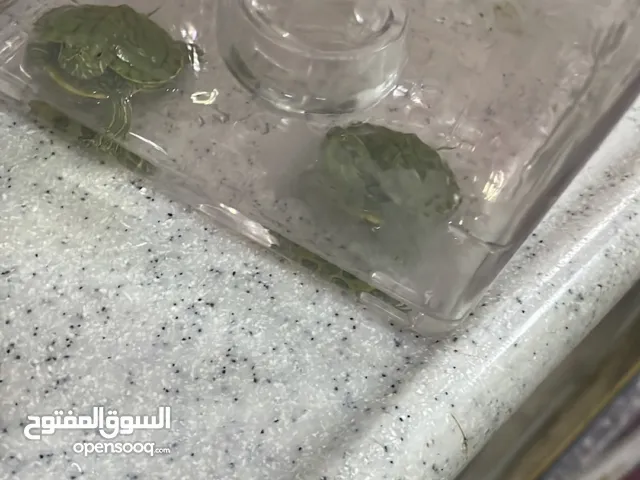 للبيع سلحفاة