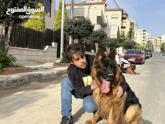كلب جيرمان شبرد ذكر للبيع