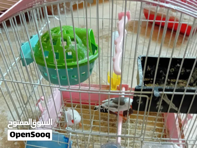 طيور مع اقفاصهم مع عدتهم للبيع