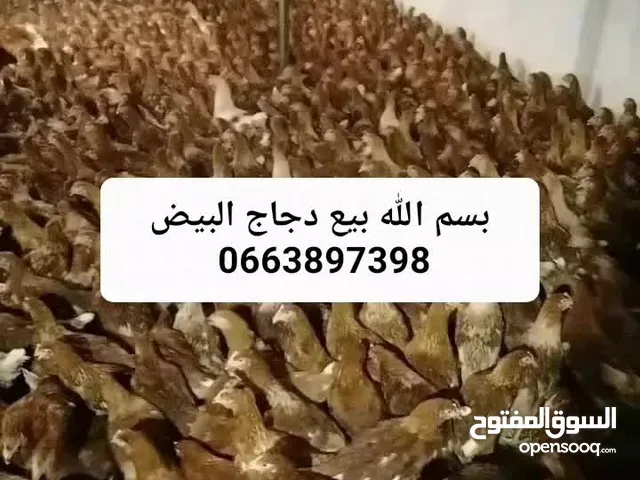 بيع دجاج البيض