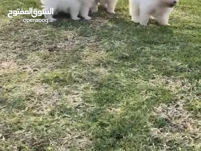 POMERANIAN CUP FACE MINI SIZE FOR SALE