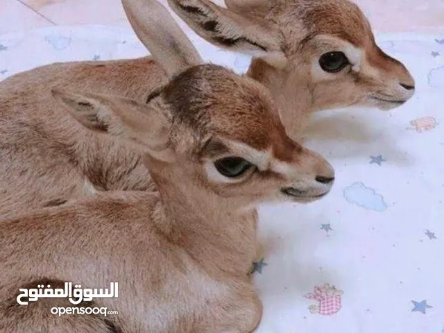غزلان غزلان ريم عربي صافي