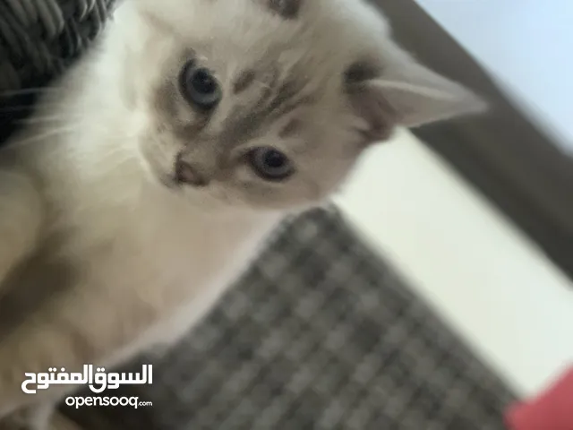 قطه سكوتش ستريت