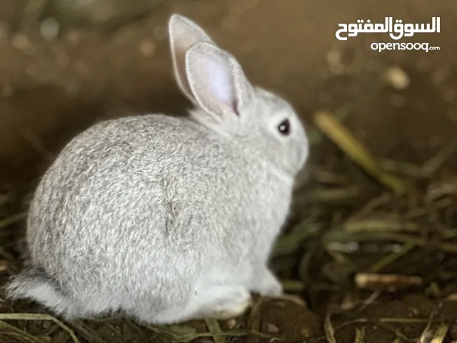 ارانب عمانيه