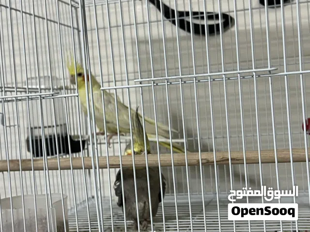 طير كوكتيل انثى وذكر
