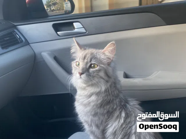 للبيع قطة جميلة بلون سلفر مميز وفرو طويل وكثيف، تتميز بشكل جذاب وعيون جميلة وشخصية هادئة ولطيفة