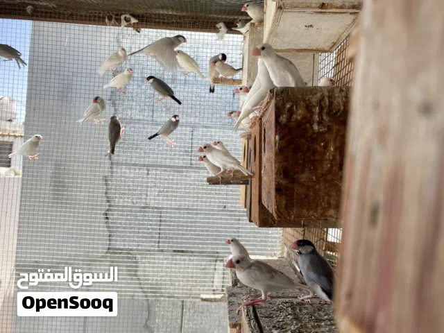 طيور للبيع