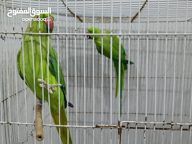 ببغاء وطيور زينة