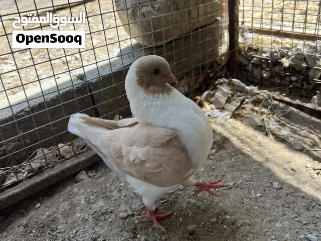 حمام مدينه انثى اوروبي بصحه ممتازه لون مميز جاهزه لزواج